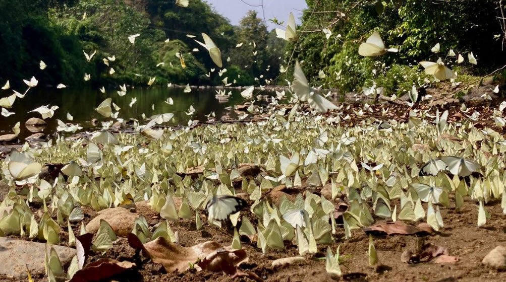Aralam Butterfly Sanctuary, Kannur, Kerala - Vushii.com